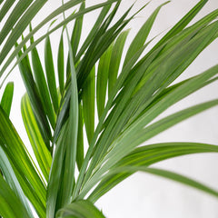 Collection image for: Kentia