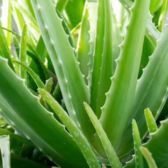 Collection image for: Aloe Vera