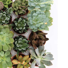 Collection image for: Suculentas