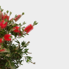 Collection image for: Callistemon