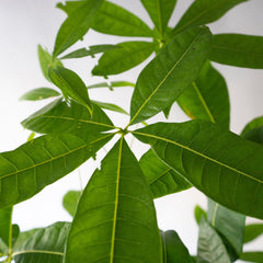 Collection image for: Pachira
