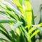 Areca