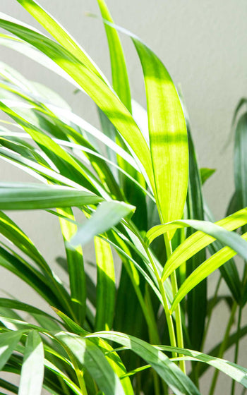 Areca