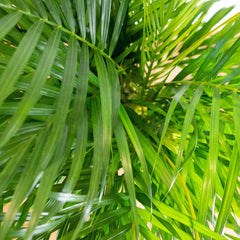 Collection image for: Chamaedorea