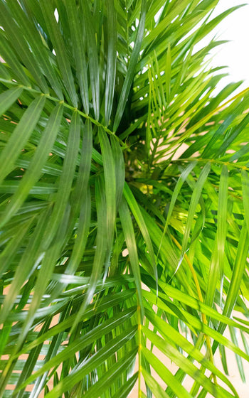 Chamaedorea