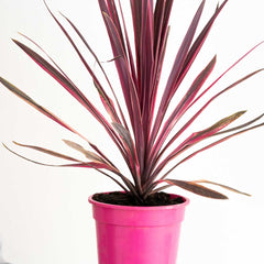 Collection image for: Cordyline