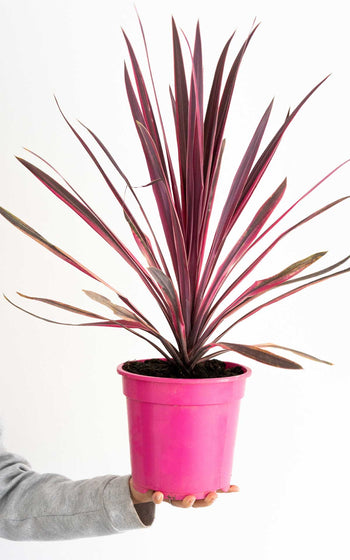 Cordyline