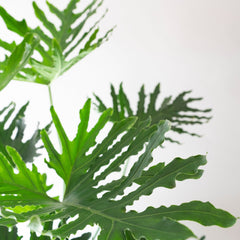 Collection image for: Philodendron