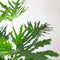 Philodendron