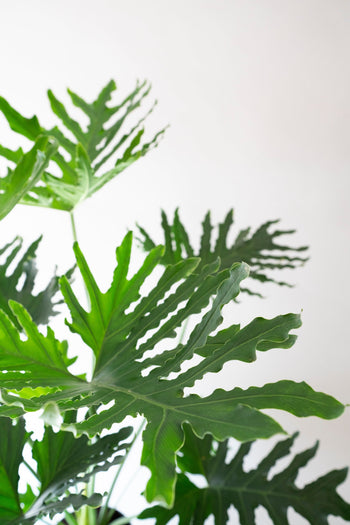Philodendron