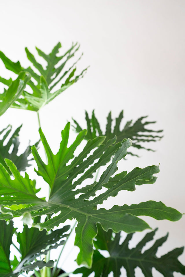 Philodendron