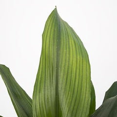 Collection image for: Aspidistra