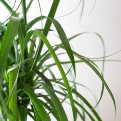 Collection image for: Beaucarnea
