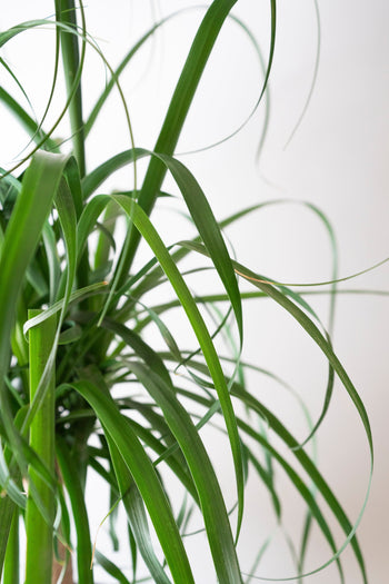 Beaucarnea