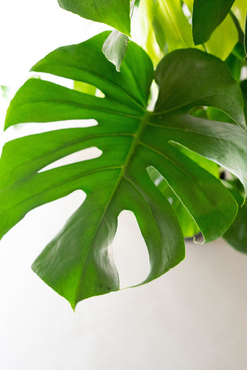 Monstera