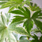 Aralia