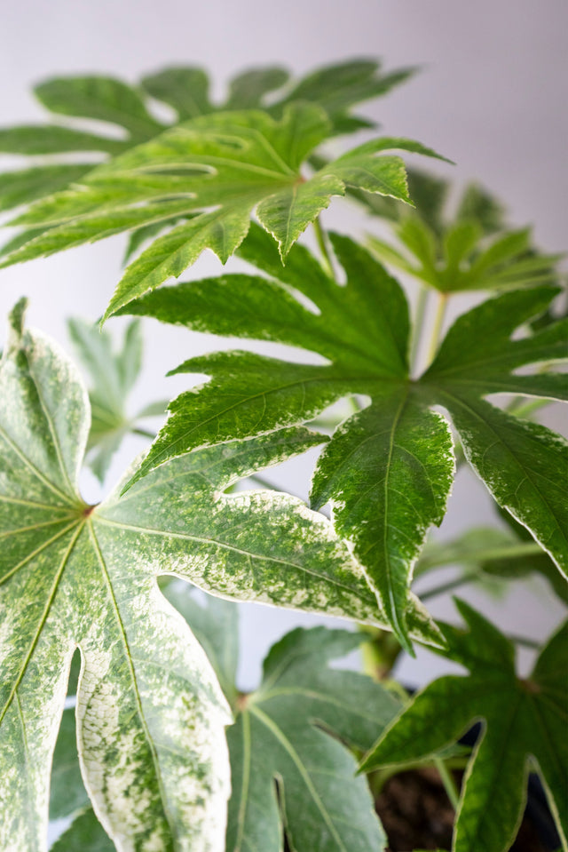 Aralia