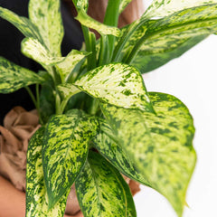 Collection image for: Dieffenbachia