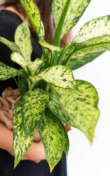Dieffenbachia