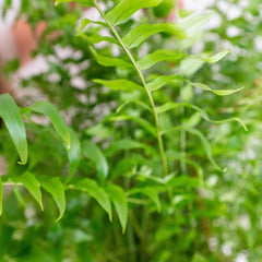Collection image for: Nephrolepis