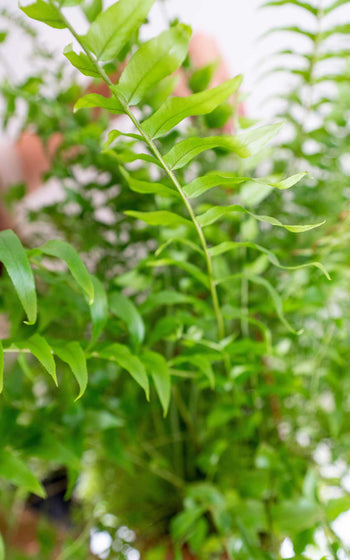 Nephrolepis