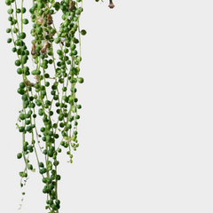 Collection image for: Senecio