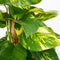 Pothos