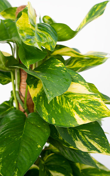 Pothos