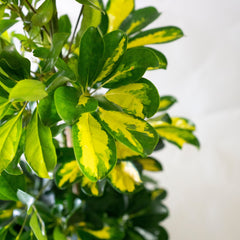 Collection image for: Schefflera