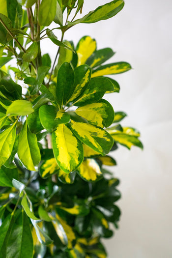 Schefflera