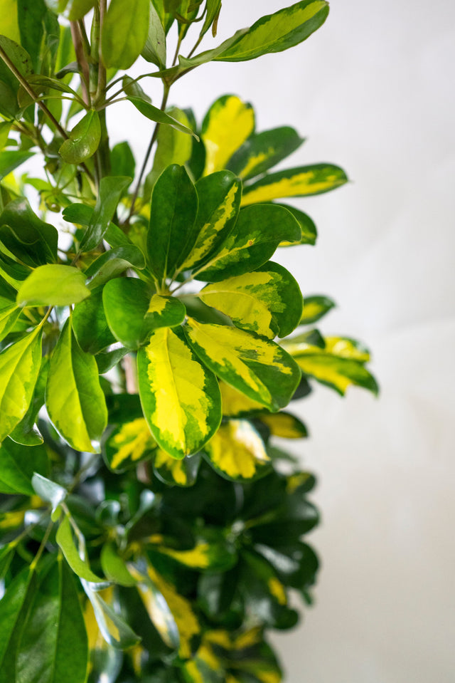 Schefflera