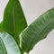 Strelitzia
