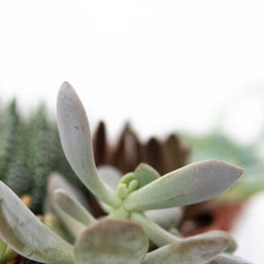 Collection image for: Echeveria
