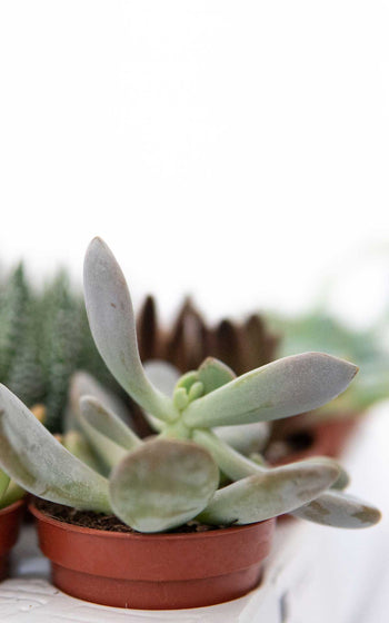 Echeveria