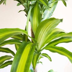 Collection image for: Palmeras