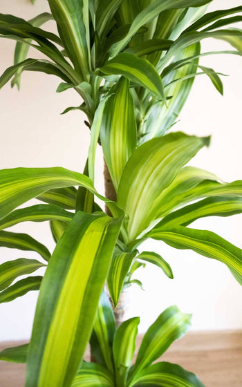 Palmeras