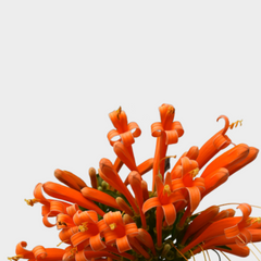 Collection image for: Bignonia