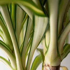 Collection image for: Yucca