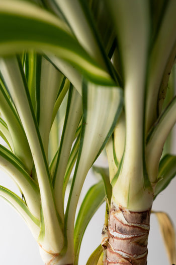 Yucca