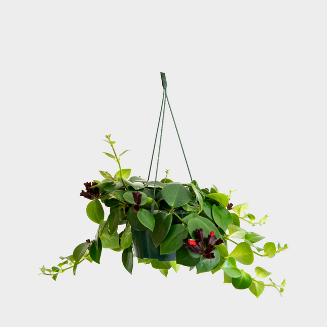 Aeschynanthus