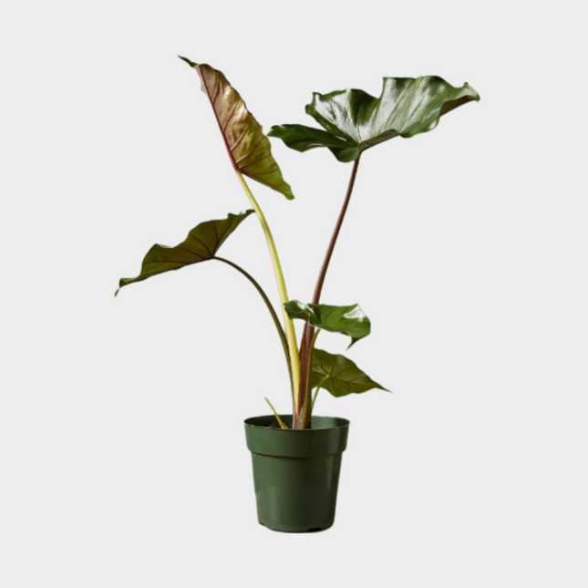 Alocasia Sumo