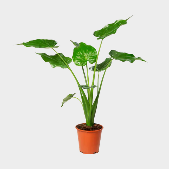 Alocasia Cucullata