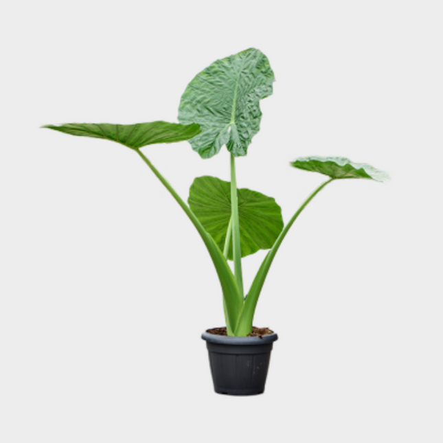 Alocasia Macrorrhiza