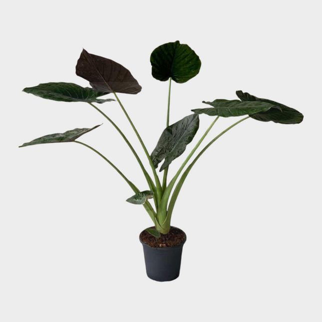 Alocasia Wentii