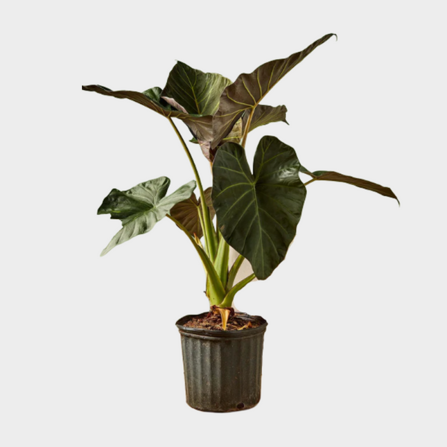 Alocasia Regal Shield