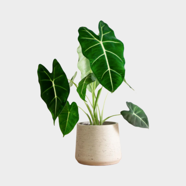 Alocasia Frydek