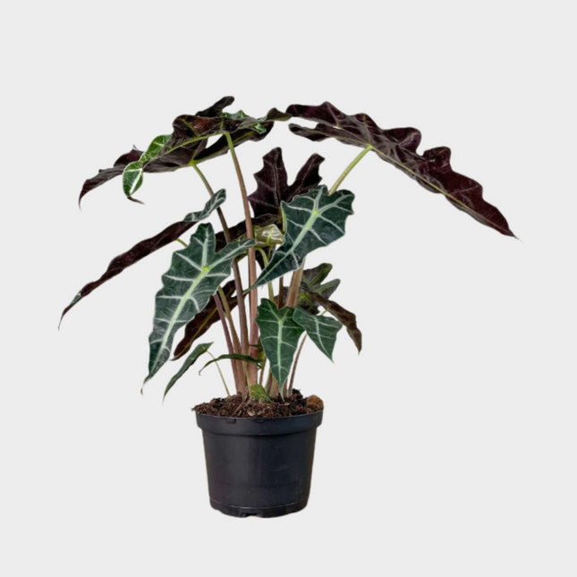 Alocasia Polly