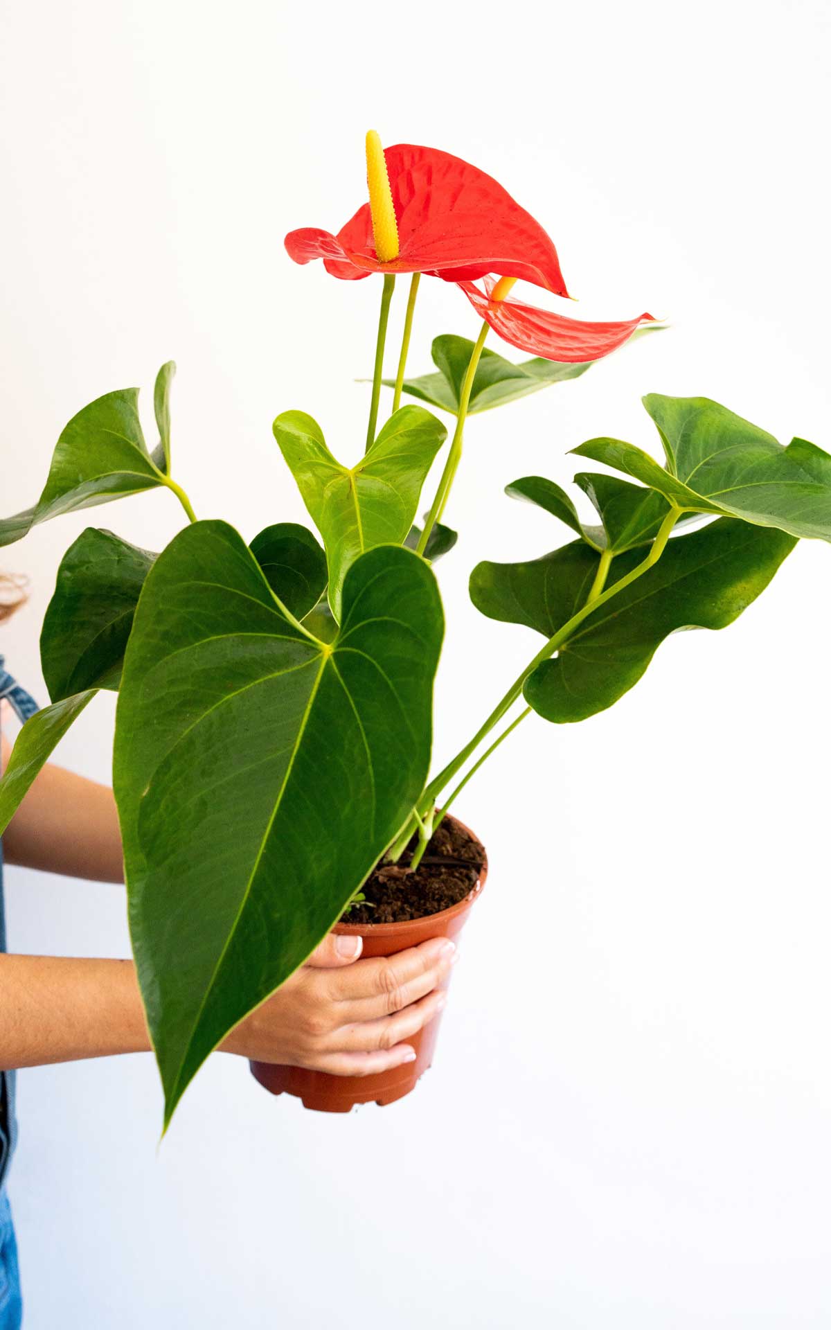 Anthurium