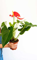 Anthurium