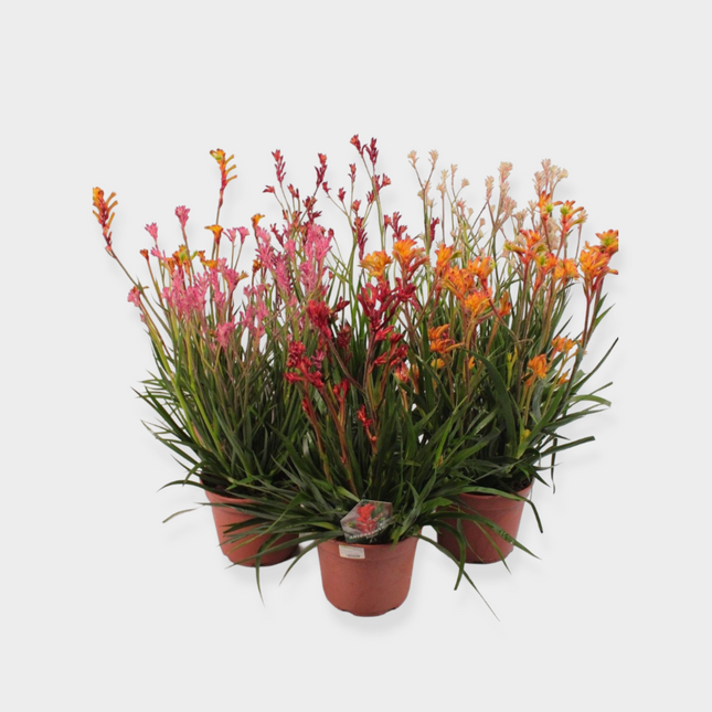 Anigozanthos
